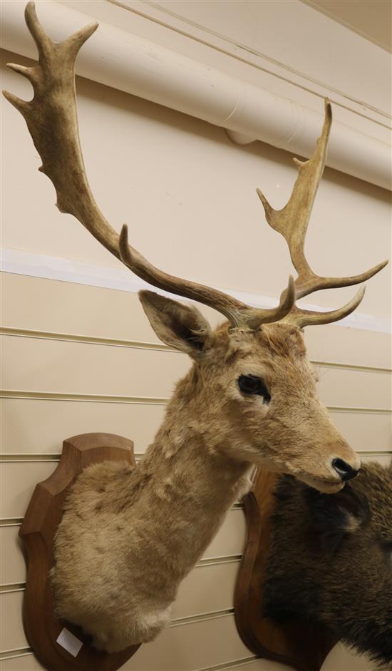 A taxidermy fallow deer